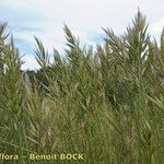 Bromus lanceolatus आदत