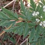 Torilis arvensis Leaf