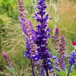 Salvia farinacea Flower