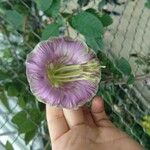 Cobaea scandens Blüte