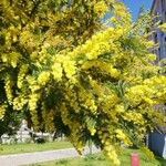 Acacia dealbata Λουλούδι