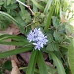 Hyacinthoides italica Blüte