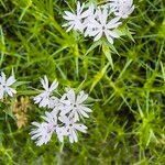 Drypis spinosa Fula