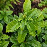 Pachysandra terminalis Leaf