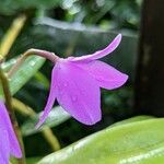 Guarianthe bowringiana Cvet