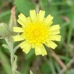 Andryala integrifolia Flor