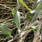 Pardoglossum cheirifolium Leaf