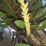 Bulbophyllum polypodioides Õis