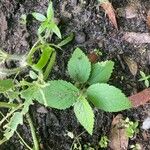 Acalypha chamaedrifolia Leaf