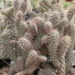 Cylindropuntia fulgida Hábito
