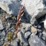 Helictotrichon sedenense Flower