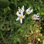 Solanum triquetrum Flor