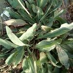 Limonium vulgare Leaf