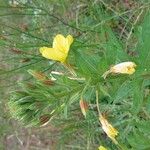 Oenothera biennisFlower