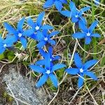 Gentiana sierrae Flower