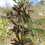 Acacia cornigera عادت