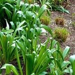 Allium giganteum 整株植物