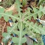 Sonchus radicatus Blad