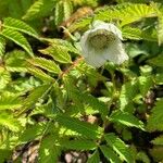 Rubus illecebrosus Blomma