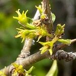 Rhamnus saxatilis Flors