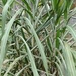 Saccharum officinarum Ліст