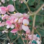 Begonia bowerae പുഷ്പം