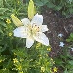 Lilium candidum Květ