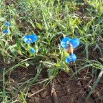 Commelina latifolia Yeri