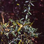 Genista falcata Fruto