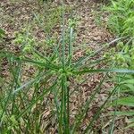 Cyperus difformisYaprak