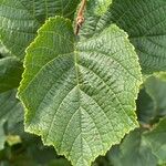 Corylus americana Folha