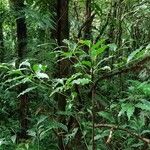 Ocotea meziana Hábito