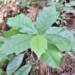 Dorstenia psilurus ഇല