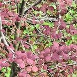 Cercidiphyllum japonicum Leaf