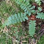 Polystichum braunii Vekstform