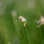 Eleocharis acicularis Fruto