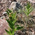 Maianthemum stellatum Frukto