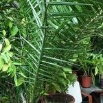 Phoenix canariensis Casca