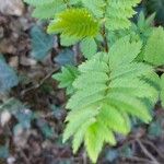 Sorbus aucupariaLeaf