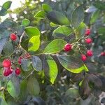 Murraya paniculata Fruit