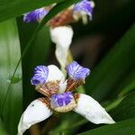 Trimezia northiana Flower