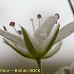 Minuartia setacea Flower