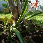 Aechmea tillandsioides Celota