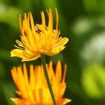 Trollius chinensis Fiore