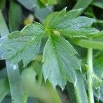 Potentilla brauneana Sonstige