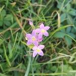 Centaurium littorale Kukka