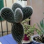 Opuntia microdasys Folha