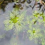 Hottonia palustris Листок