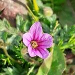 Erodium botrys Квітка