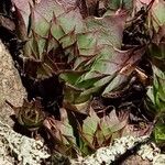 Sempervivum tectorum葉